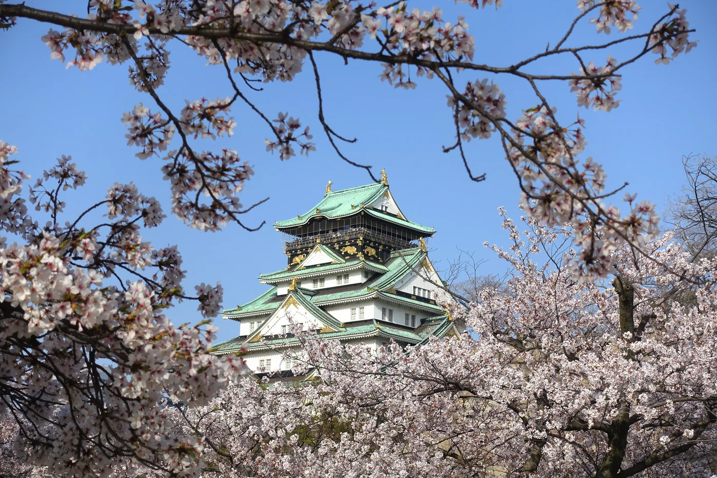 Castelo de Osaka enquadrado por ramos de cerejeiras floridas.