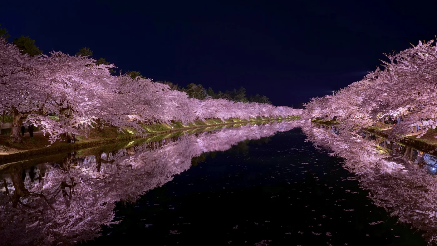 Cerejeiras iluminadas à noite refletidas na água de um fosso do Parque de Hirosaki.