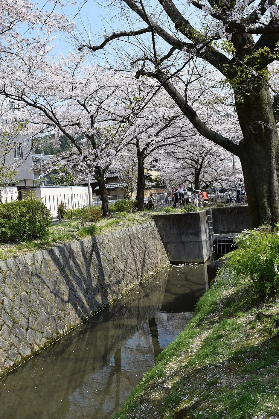 Cerejeiras floridas junto ao canal do Caminho do Filósofo, em Kyoto.