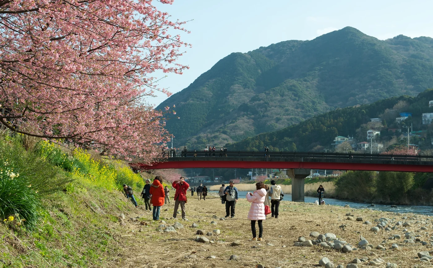 Cerejeiras de flores rosadas na margem do rio Kawazu, com visitantes caminhando junto à água.