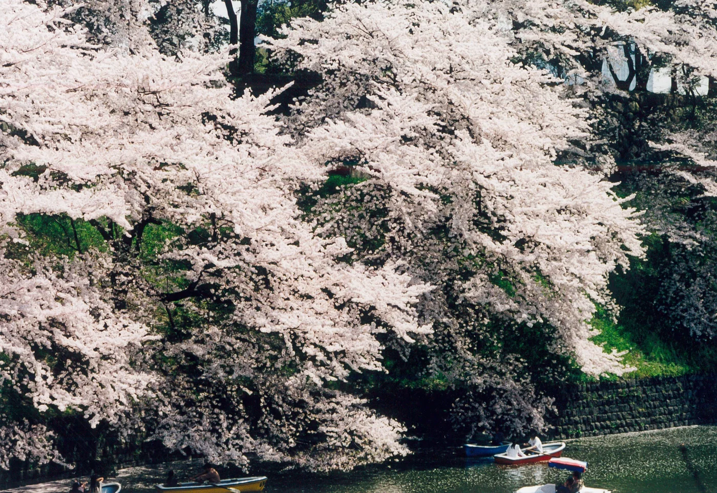 Cerejeiras floridas sobre o fosso de Chidorigafuchi, em Tóquio, com pequenos barcos na água.
