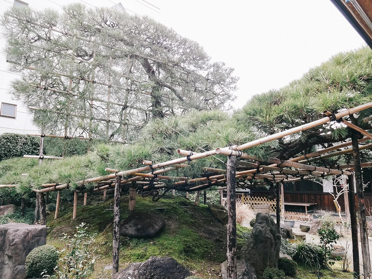 Árvore com galhos apoiados em suportes no jardim do Nakamura Tokichi Honten, em Uji.